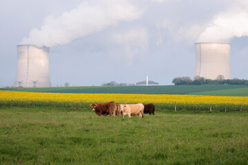 Fototapeta na wymiar French cows in a meadow and nuclear power plant's smoky chimneys in Cattenom