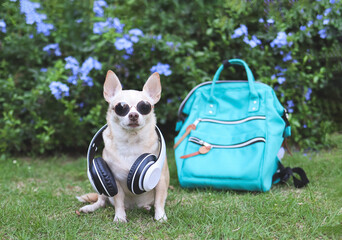 brown short hair chihuahua dog wearing sunglasses and headphones around neck  sitting  with  backpack  in the garden with purple flowers. traveling  with animal concept.