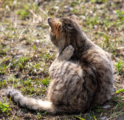 Obraz na płótnie Canvas European Shorthair cat on the ground in nature. Selective focus.