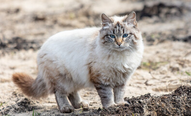 Siberian cat walking on the grass. Portrait of a cat