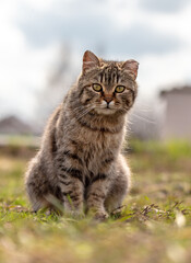 European Shorthair cat on the ground in nature. Selective focus.