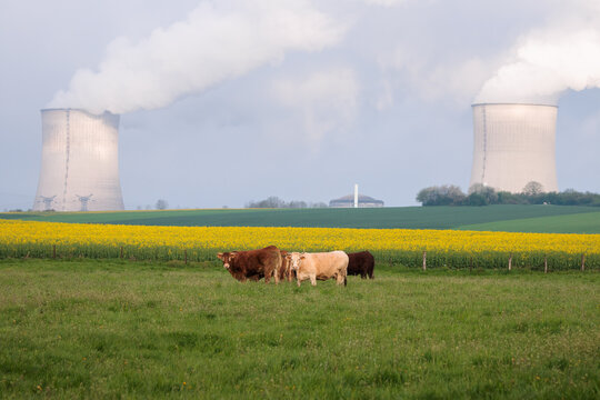 French cows in a meadow and nuclear power plant's smoky chimneys in Cattenom