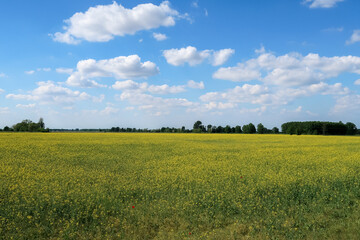 Po Valley landscape field cultivation nature natural agriculture farmhouse tree earth