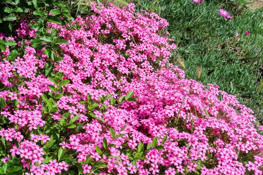 Oxalis articulata o Acetosella rizomatosa flower detail close up pink nature natural