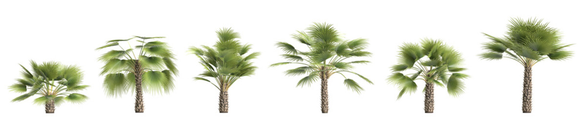3d illustration of set Sabal palm isolated on transparent background