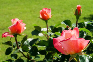 Pink rose flower detail close up color pink nature natural