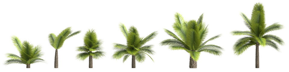 3d illustration of set Pineapple Palm isolated on transparent background
