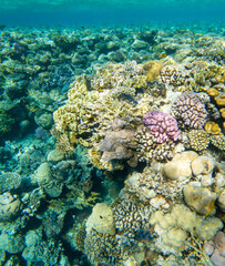 Fototapeta na wymiar Coral reef under sea water.