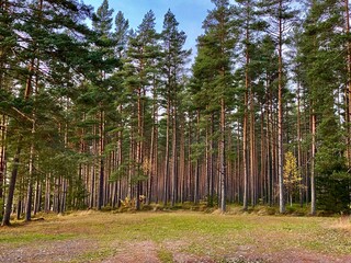 trees in the forest