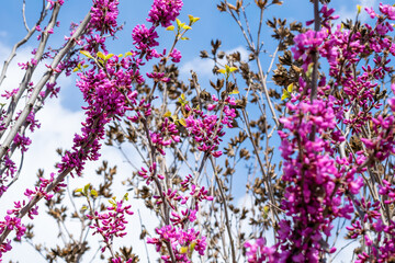 Pink flowers on Chinese Redbud tree, blooming branches on clear spring sky background