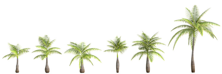 3d illustration of set Bottle Palm isolated on transparent background