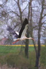 Beautiful white stork flying over flower meadow on a sunny day