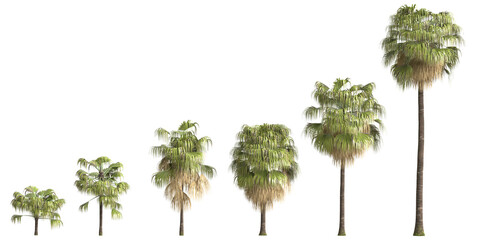 3d illustration of set Washingtonia filifera palm isolated on transparent background
