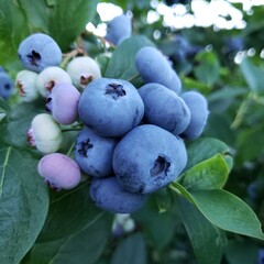 Blueberries hanging on branches of highbush blueberry plants on a farm