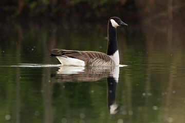 Fototapeta premium Beautiful canada goose resting on a lake during sunny day