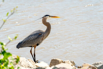 Great blue heron (Ardea cinerea) is standing by the lake.