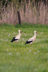 Obraz na płótnie Canvas Beautiful white storks wandering in spring flower meadow