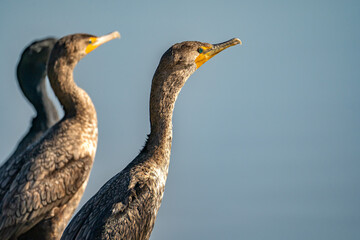 Close-up of a Double-crested cormorants (Phalacrocorax Auritus) 