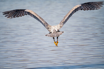 Flying Great Blue Heron (Ardea cinerea). Back view.