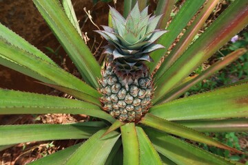 The pineapple (Ananas comosus) is a tropical plant with an edible fruit. Pineapples grow as a small...