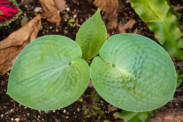 Details of hosta fortunei hyacinthina leaves
