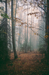 A moody scene of woods in the mountain, in the morning fog during autumn.