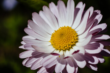Chamomile daisy pink flower. Closeup macro shot with shallow depth of field and green blurry background. Nature concept