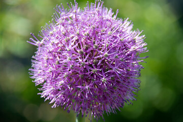 Beautiful onion inflorescence