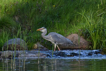 Heron catches fish on a river.