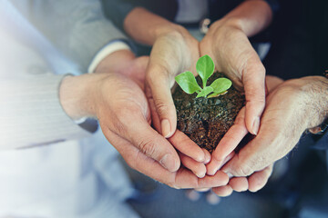 Closeup, hands and group with a plant, business and sustainability for development, economic growth...