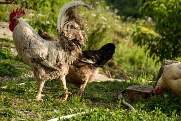 Free hens and rooster graze on the meadow, livestock, farm-agriculture concept
