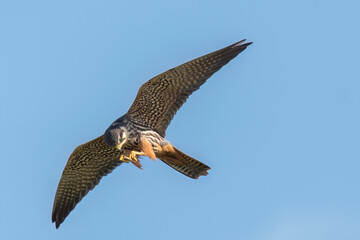 Eurasian hobby flying in the sky with prey in its claws