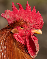 Rooster stands in the yard and looks around