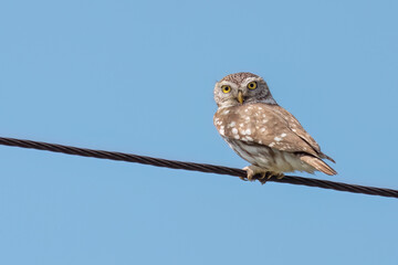 Little owl is landed on an electric cable