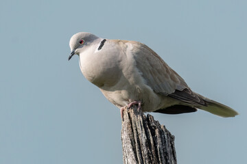 A male eurasian collared dove is perched on a wooden stake and sings to the female