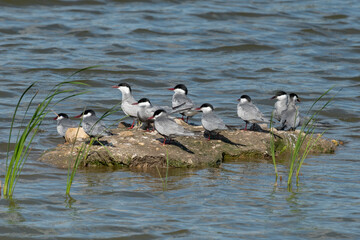 Whiskered terns standing on a rock island in the pond water