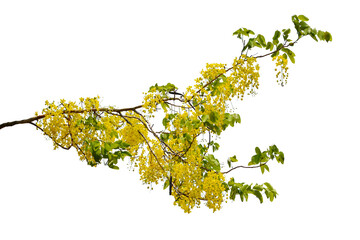 green tree branch isolated on white background.