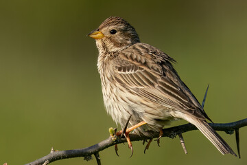 Corn bunting perched on a branch in natural environment