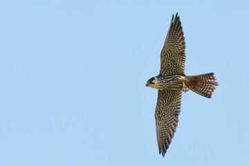 Eurasian hobby flying in the sky with food in the beak