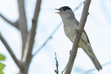 Eurasian blackcap perched on a branch and singing to the female