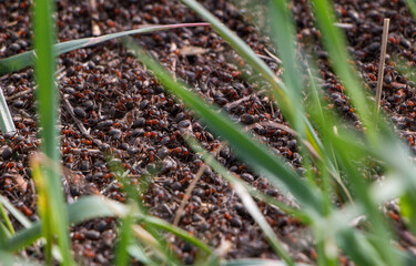 Wild red ants in the wild. Anthill close-up. High quality photo