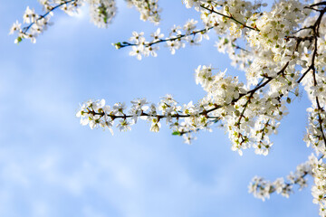 Kwitnące gałęzie drzew na tle błękitnego nieba - obrazy, fototapety, plakaty