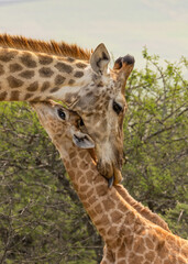 Giraffe and her calf cuddling up together in Tala Game Reserve in South Africa