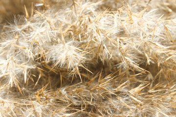 Dry reed in light pastel colors, reed seeds. Beige reed grass, pampas grass.