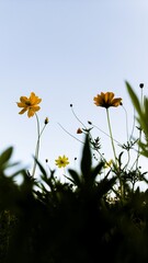 flowers and blue sky