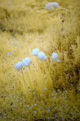 tulips in infrared