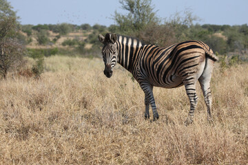 Fototapeta na wymiar Steppenzebra / Burchell's zebra / Equus quagga burchellii