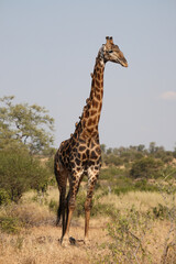 Giraffe / Giraffe / Giraffa Camelopardalis