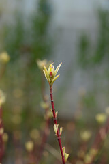 White dogwood Elegantissima branch with bud