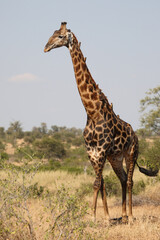 Obraz premium Giraffe / Giraffe / Giraffa Camelopardalis
